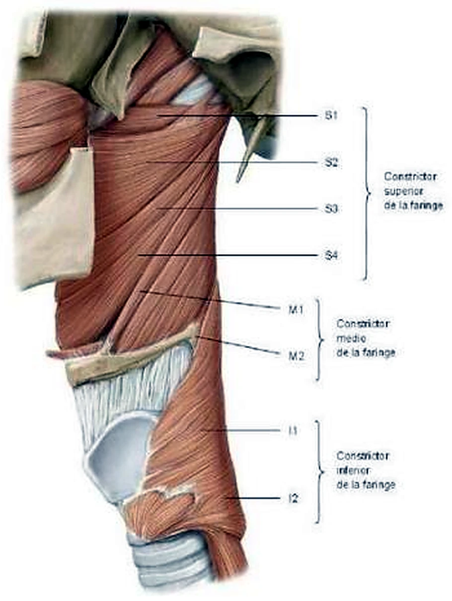 Imagen de los constrictores.