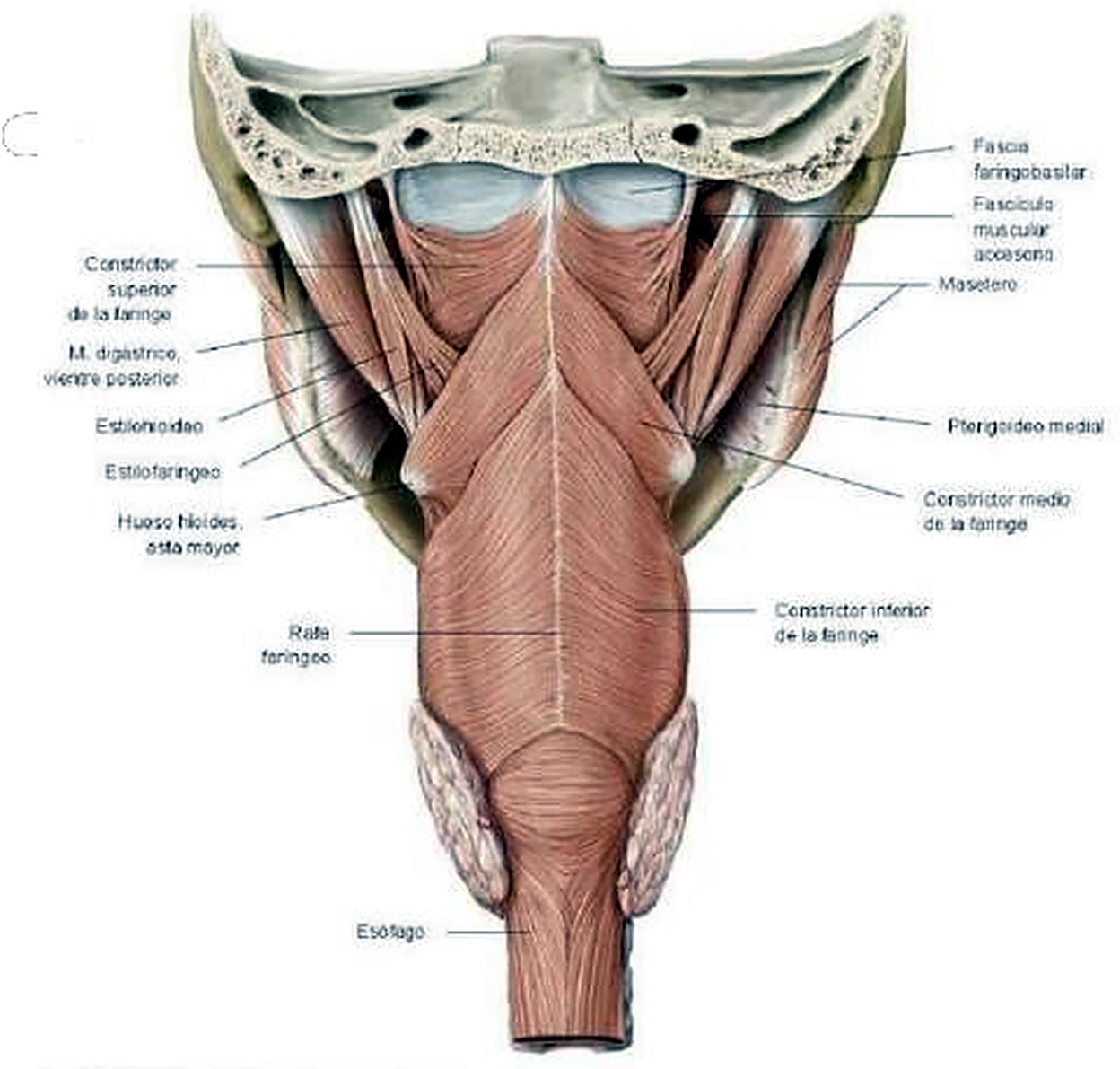 Imagen del estilofaríngeo.