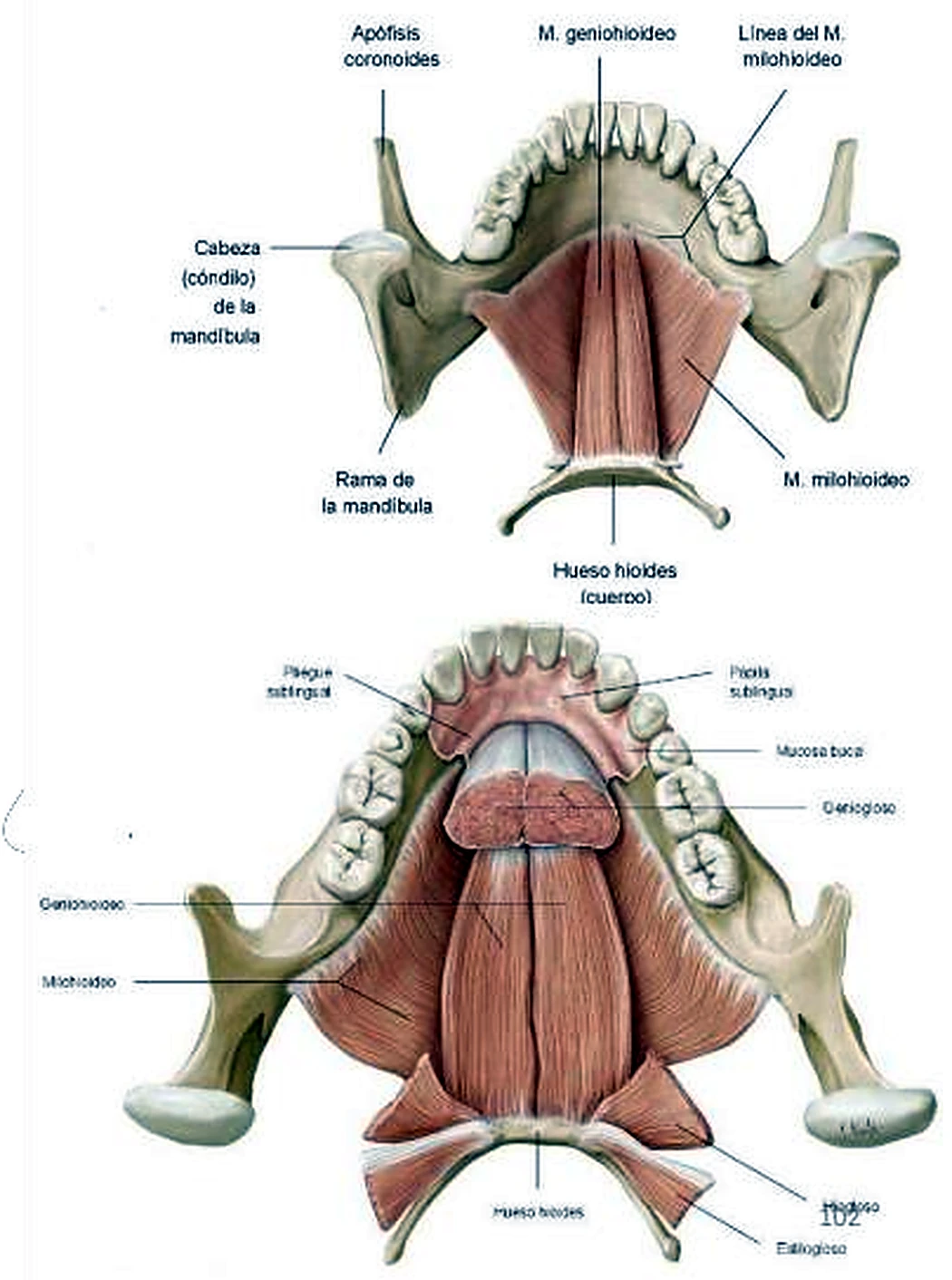 Imagen de los músculos de la lengua.