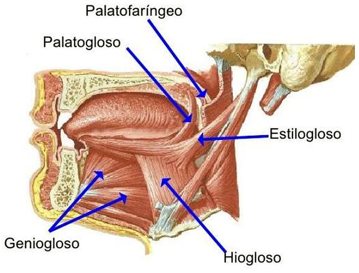 Esquema de la deglución.