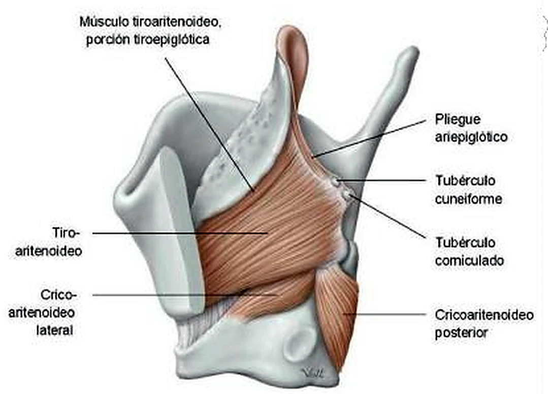 Esquema de la luz de la laringe.