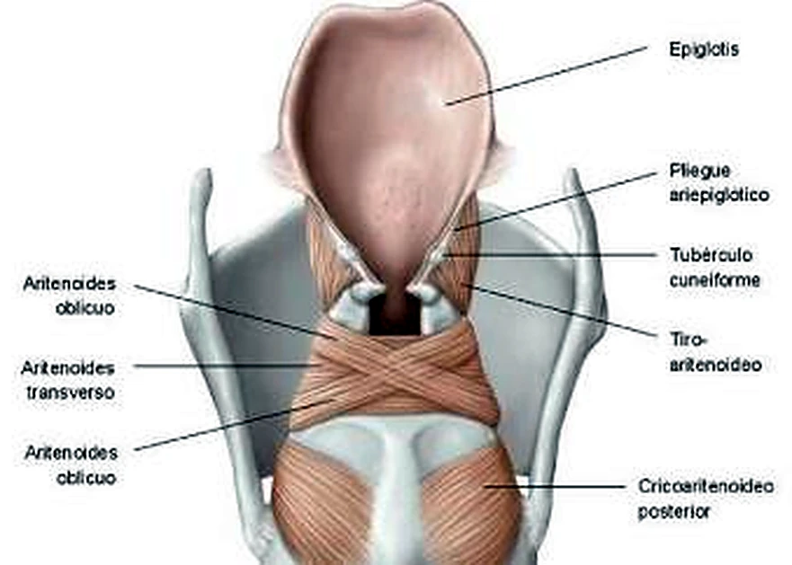 Esquema de los cricoaritenoideos.