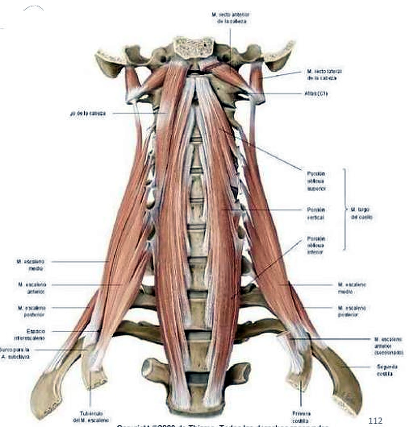 Esquema de los músculos prevertebrales.