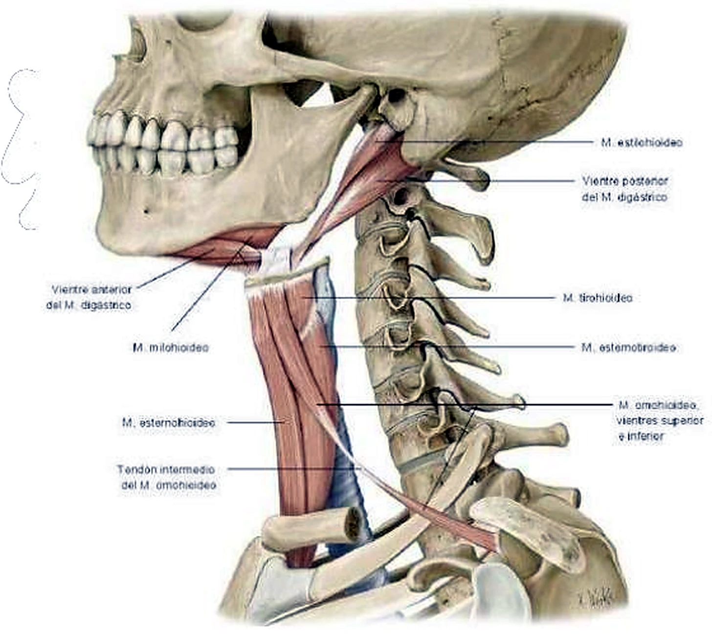Esquema de los infrahioideos.