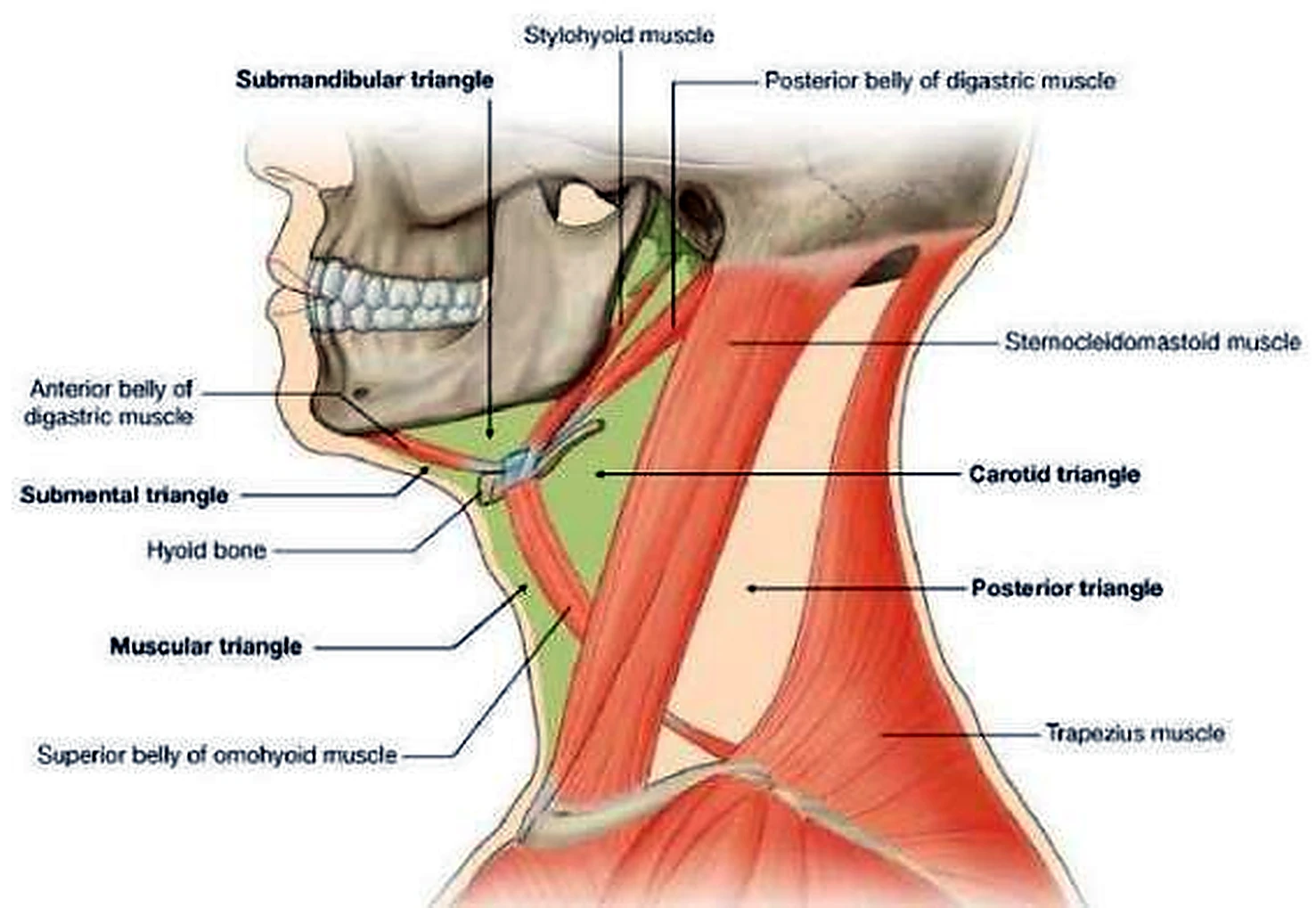 Esquema de los triángulos del cuello.