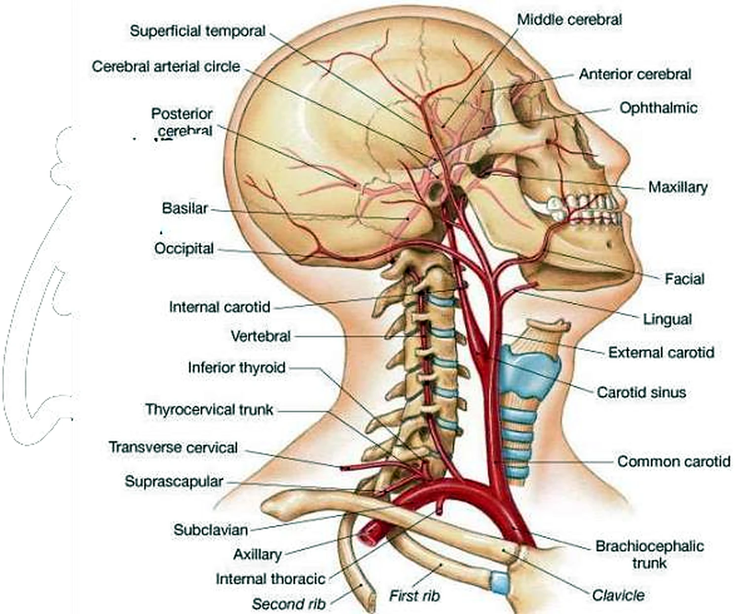 Esquema de la arteria vertebral.