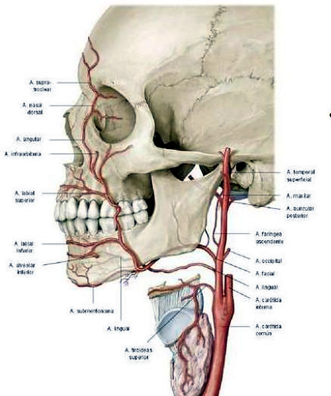 Imagen de la arteria facial.