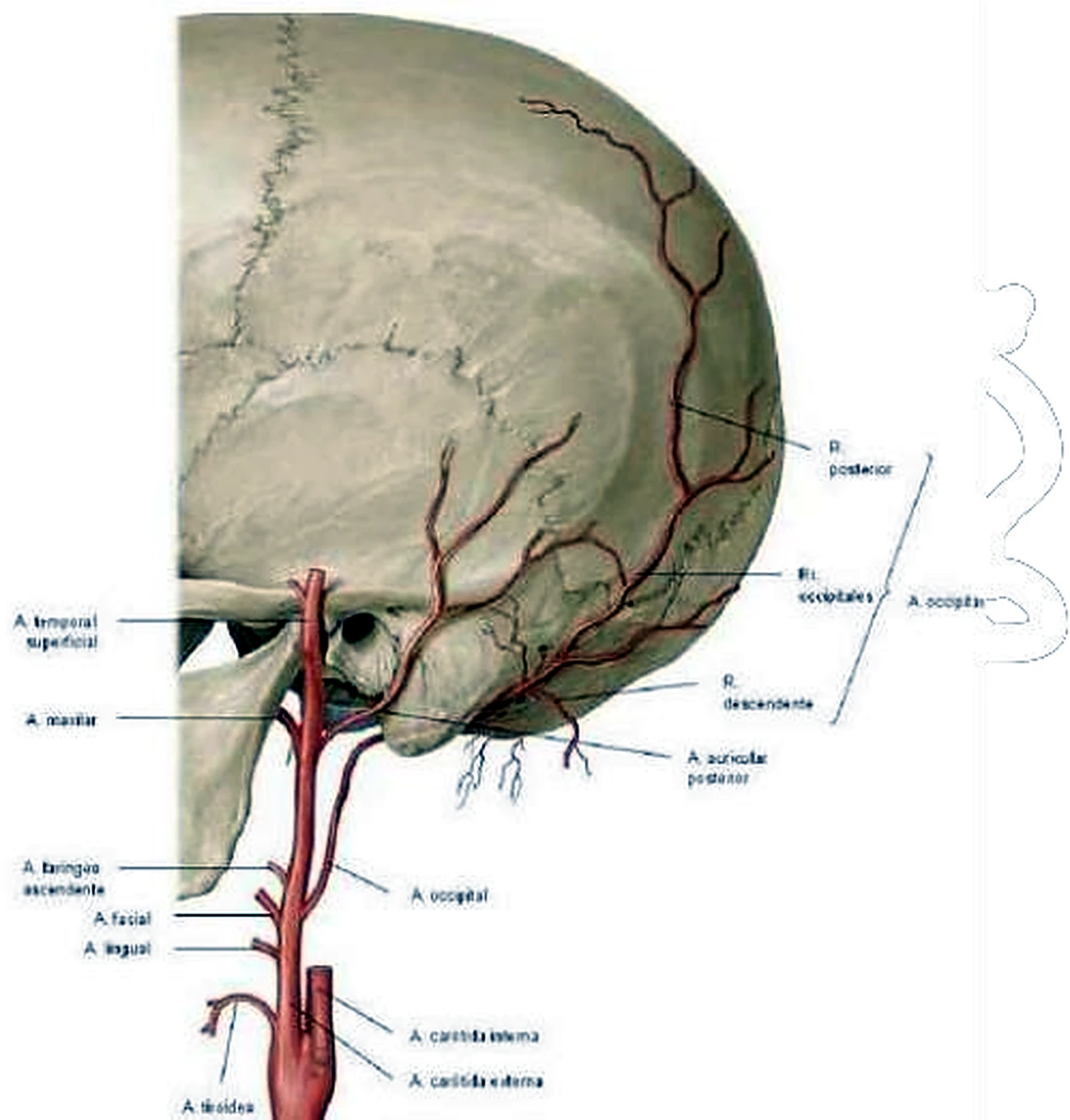 Imagen de la arteria temporal.