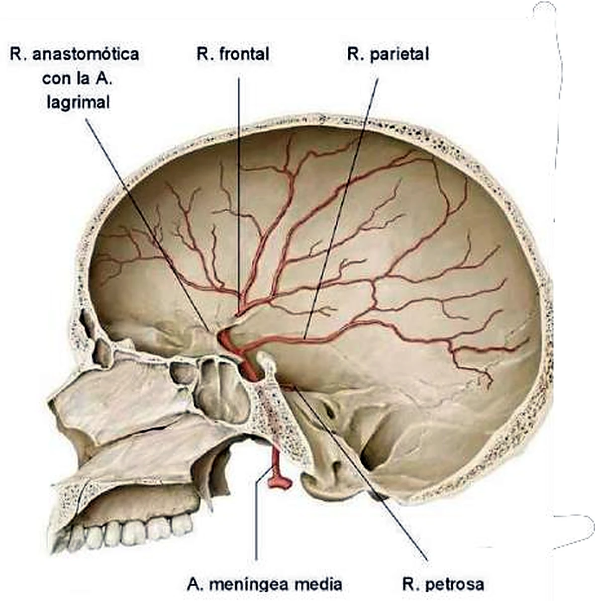 Imagen de la arteria meníngea.