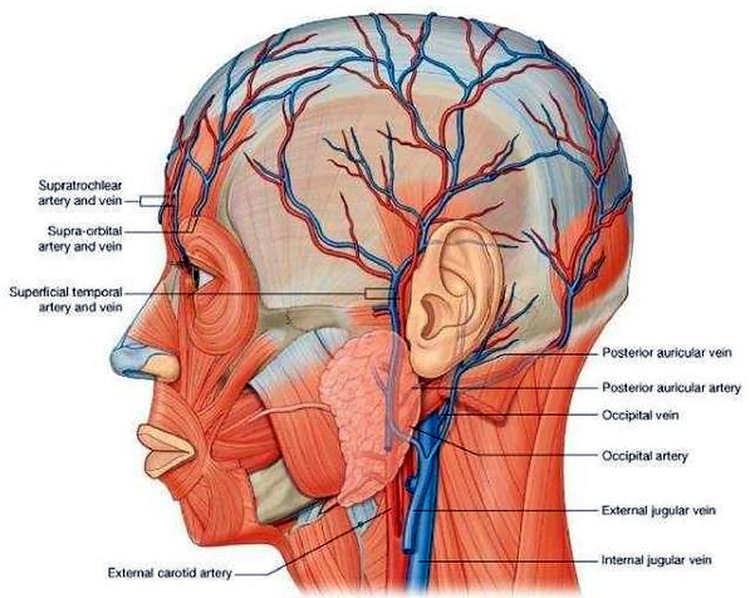 Esquema de las arterias del cuello.