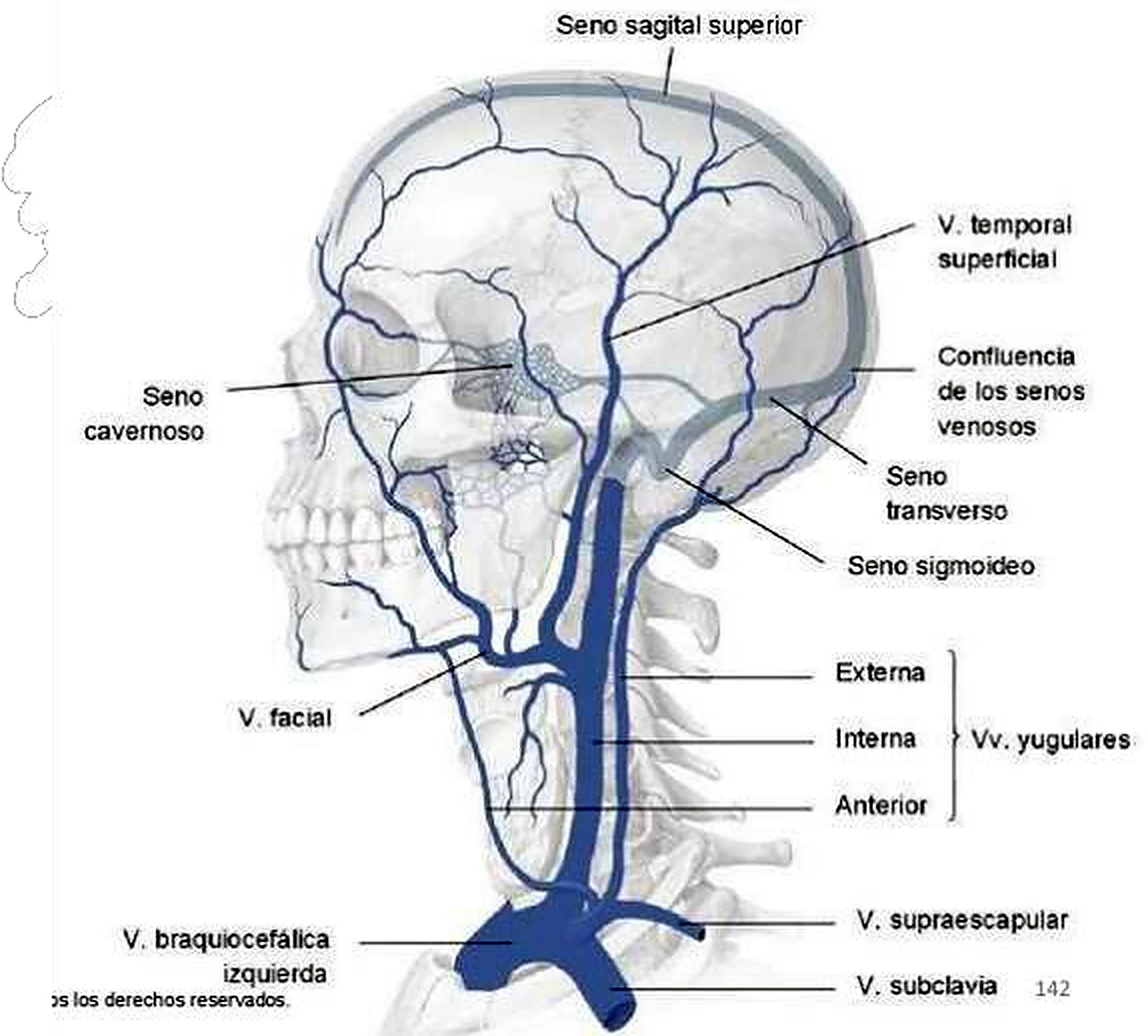Esquema de la yugular interna.