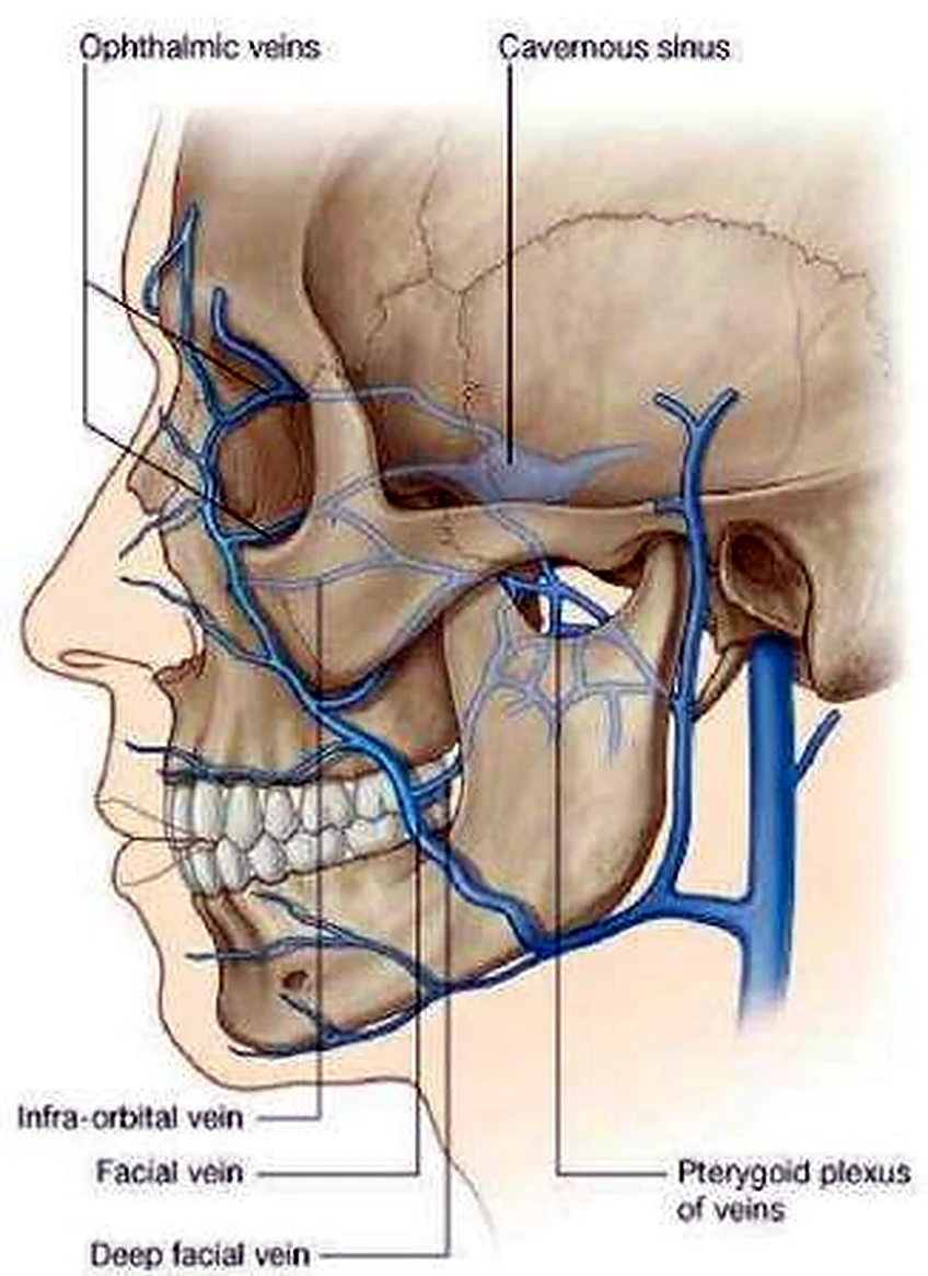 Esquema de las venas del cuello.