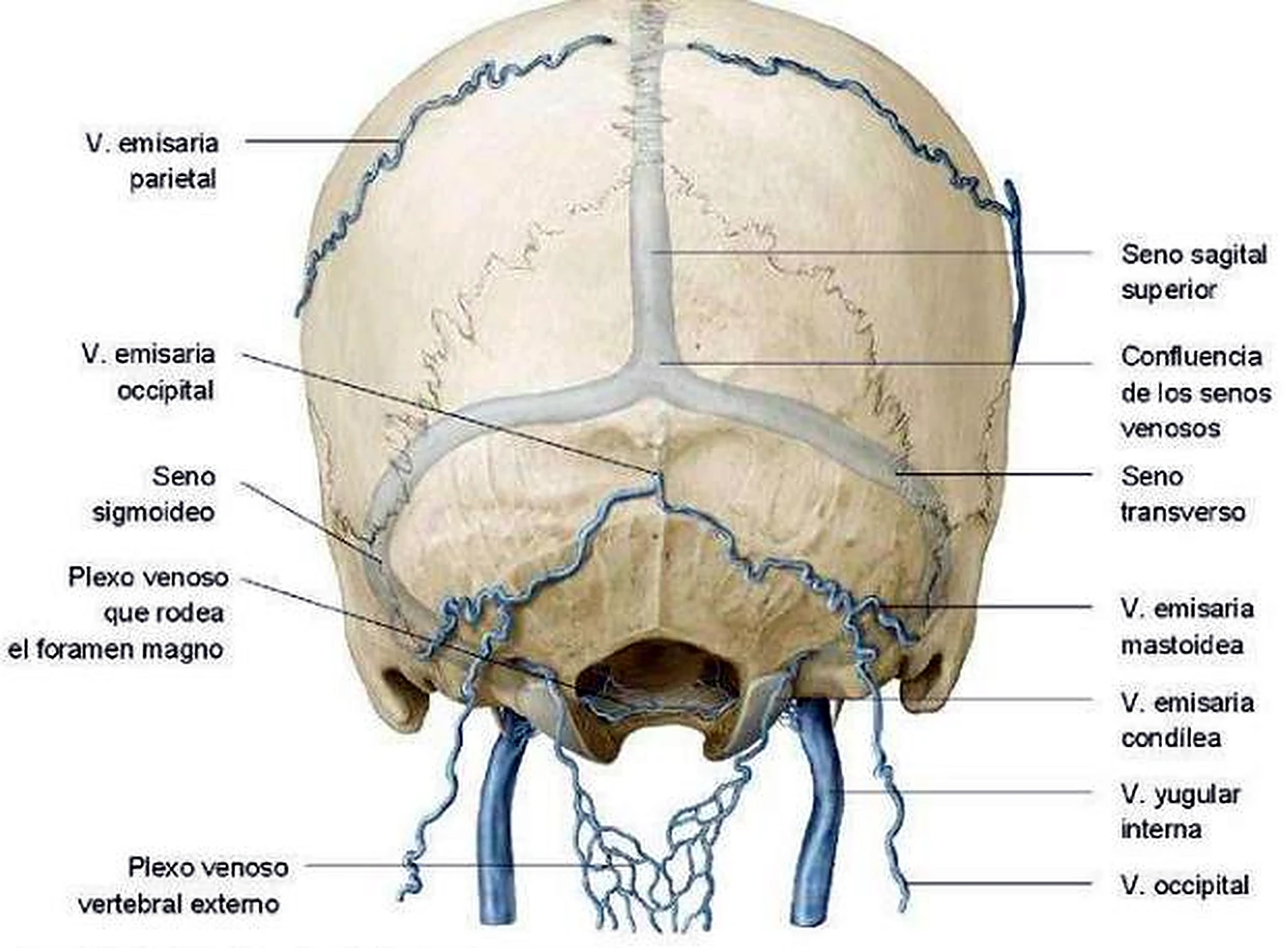 Imagen de la vena vertebral.