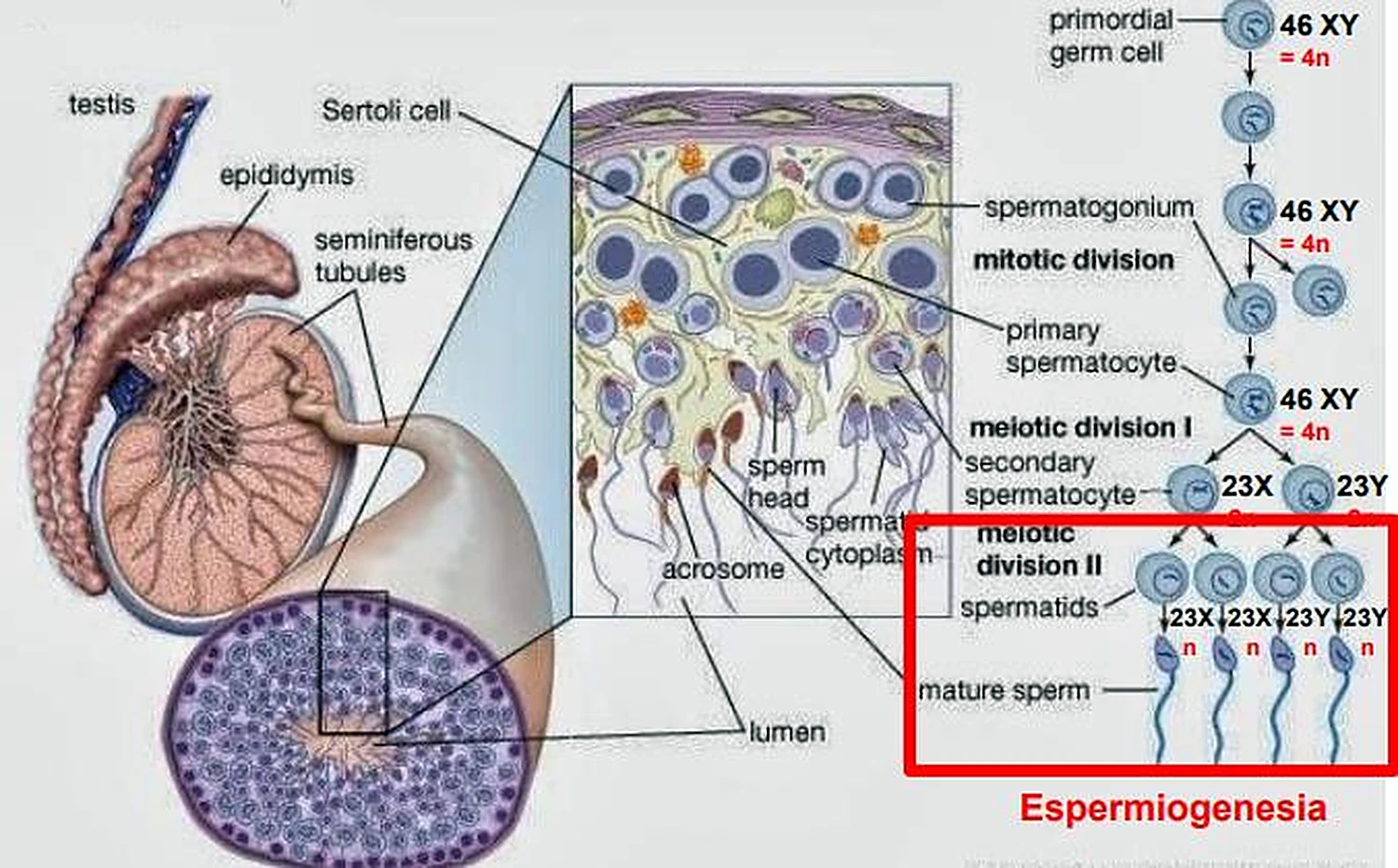 Corte de un testículo, el detalle de la pared de un túbulo y a la derecha el esquema de las divisiones, con las células y 46 XY o 23 X escritos.
