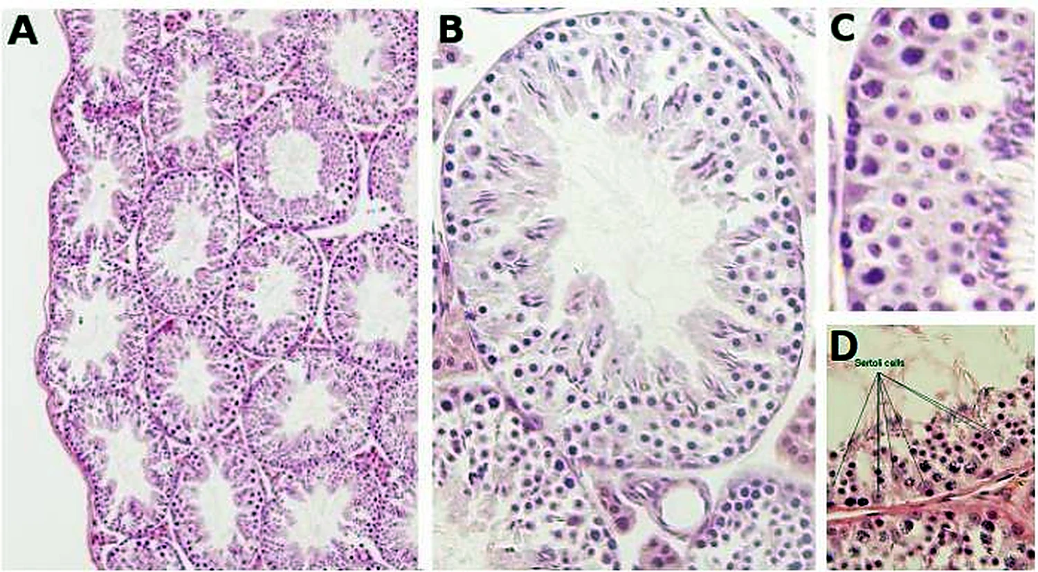 Cuatro imágenes de microscopio en morado, con túbulos redondeados y capas de células.