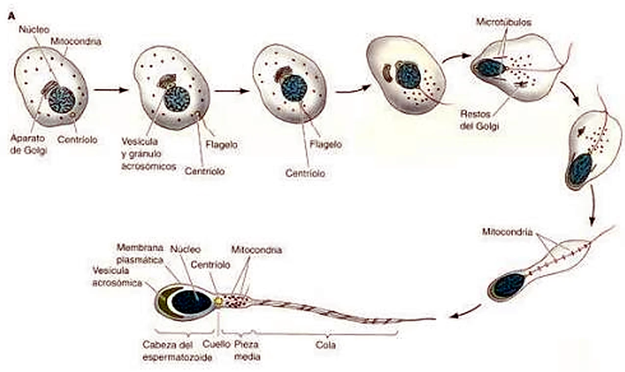 Seis células seguidas, formándose el acrosoma y el flagelo; debajo, el espermatozoide completo etiquetado.