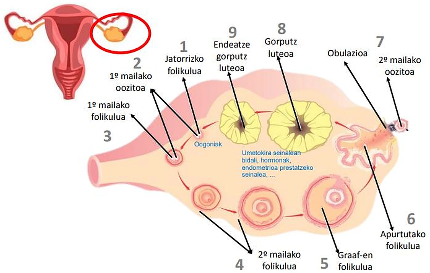 Corte de un ovario, alrededor los folículos numerados y en el centro el cuerpo lúteo en amarillo.