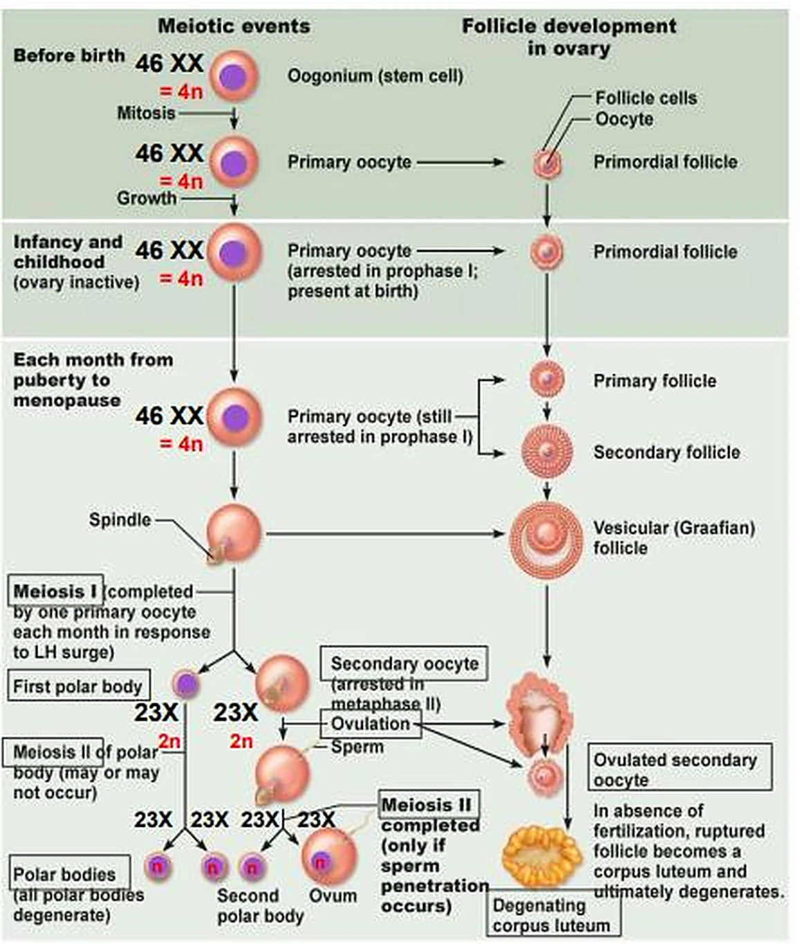 Una tabla verde de dos columnas: a la izquierda la meiosis con el número de cromosomas y a la derecha la evolución de los folículos.