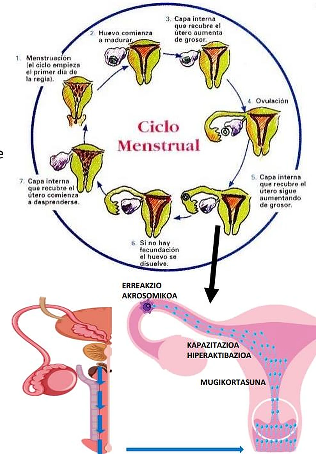Arriba el esquema circular del ciclo menstrual, debajo los aparatos reproductores y una flecha azul.