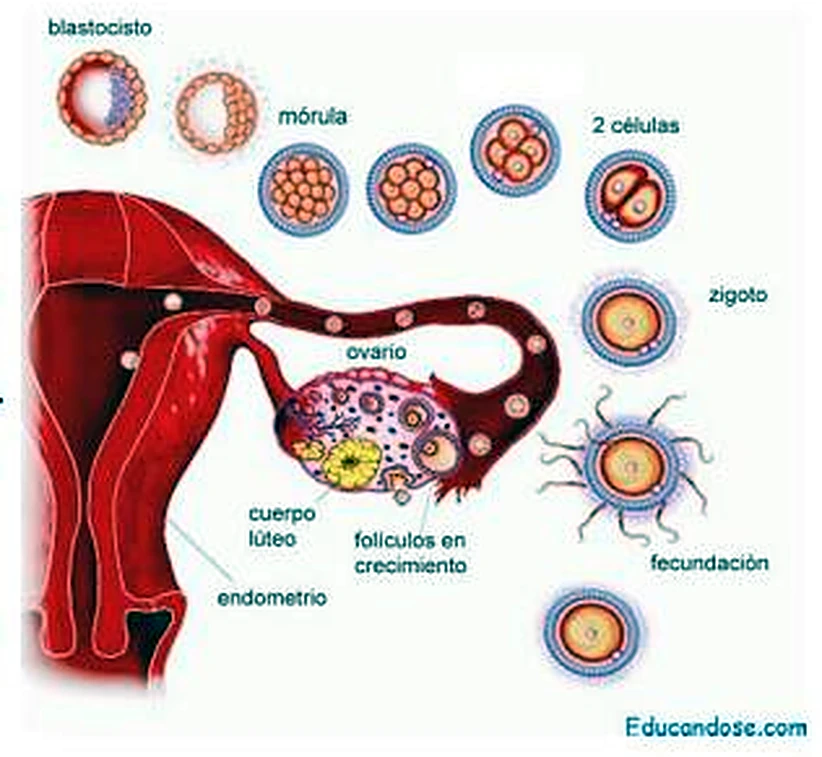 Dibujo del útero y de una trompa, encima las etapas del desarrollo seguidas en círculos.