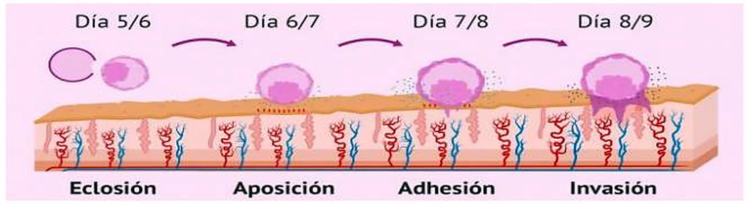 Cuatro esquemas seguidos: el blastocisto acercándose al endometrio y penetrando en él.