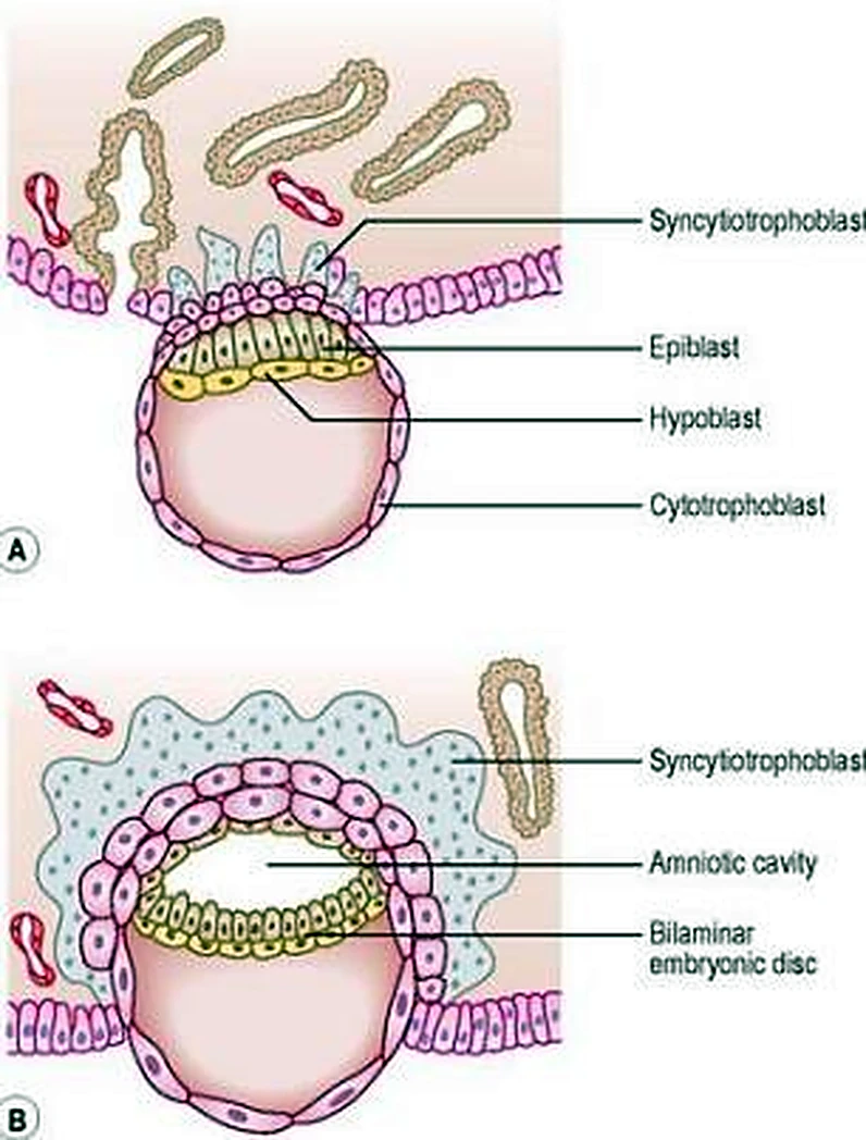 Dos cortes: el blastocisto dentro del endometrio, con las capas etiquetadas.