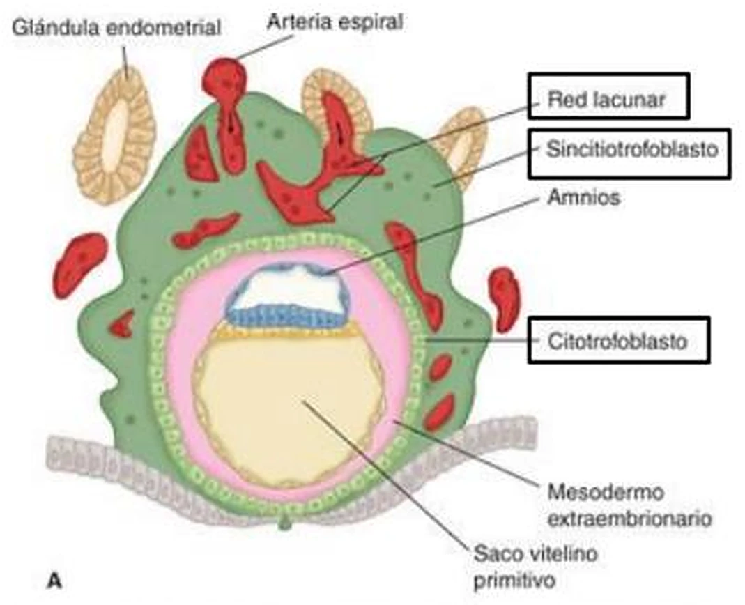 Un blastocisto dentro del endometrio: el exterior verde con orificios rojos, dentro un disco azul y amarillo.
