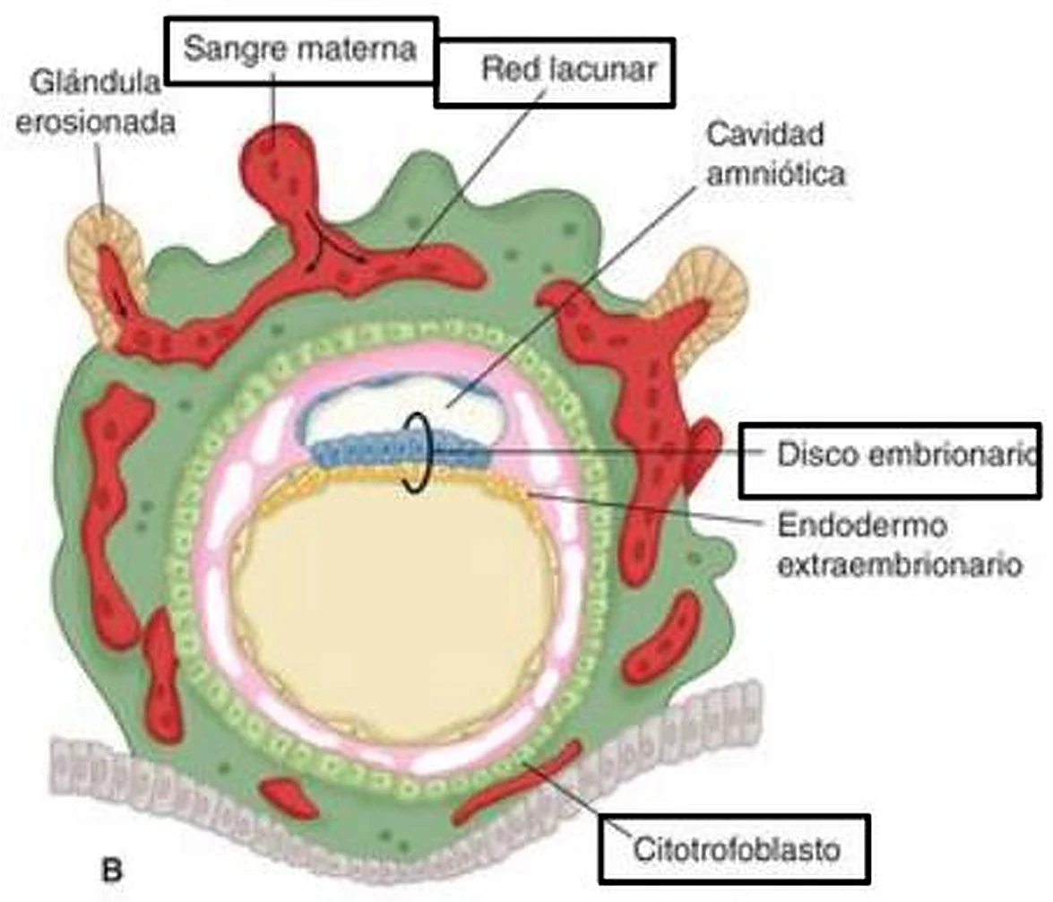 Un corte parecido al de la imagen anterior, con sangre roja en la red externa.