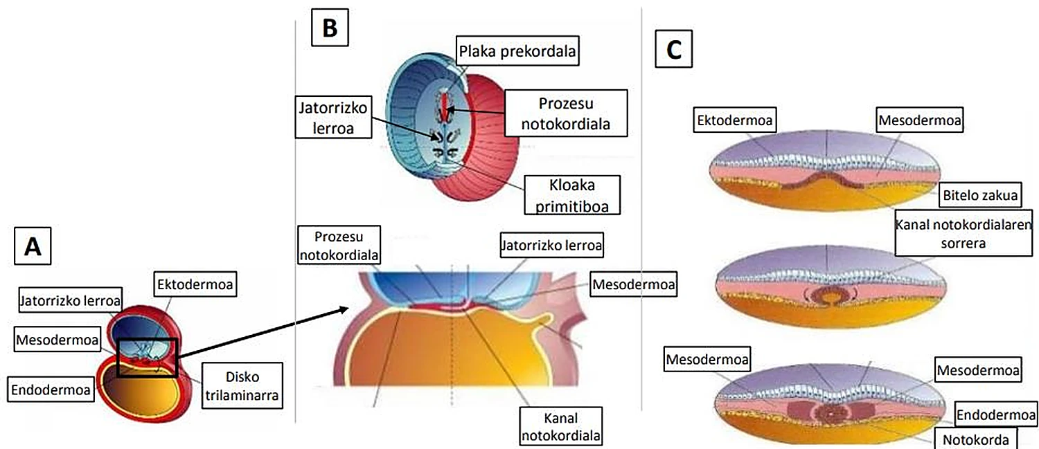 Tres esquemas (A, B, C): el disco con sus capas y en el centro un tubo rojo formándose.