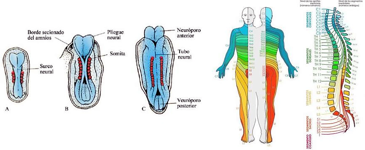Tres embriones vistos desde arriba con el tubo neural, y a la derecha los segmentos de un cuerpo en colores.