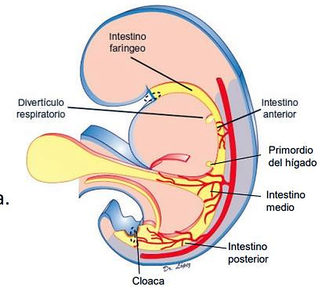 La silueta del embrión, dentro un tubo en tres colores y el saco vitelino en amarillo.