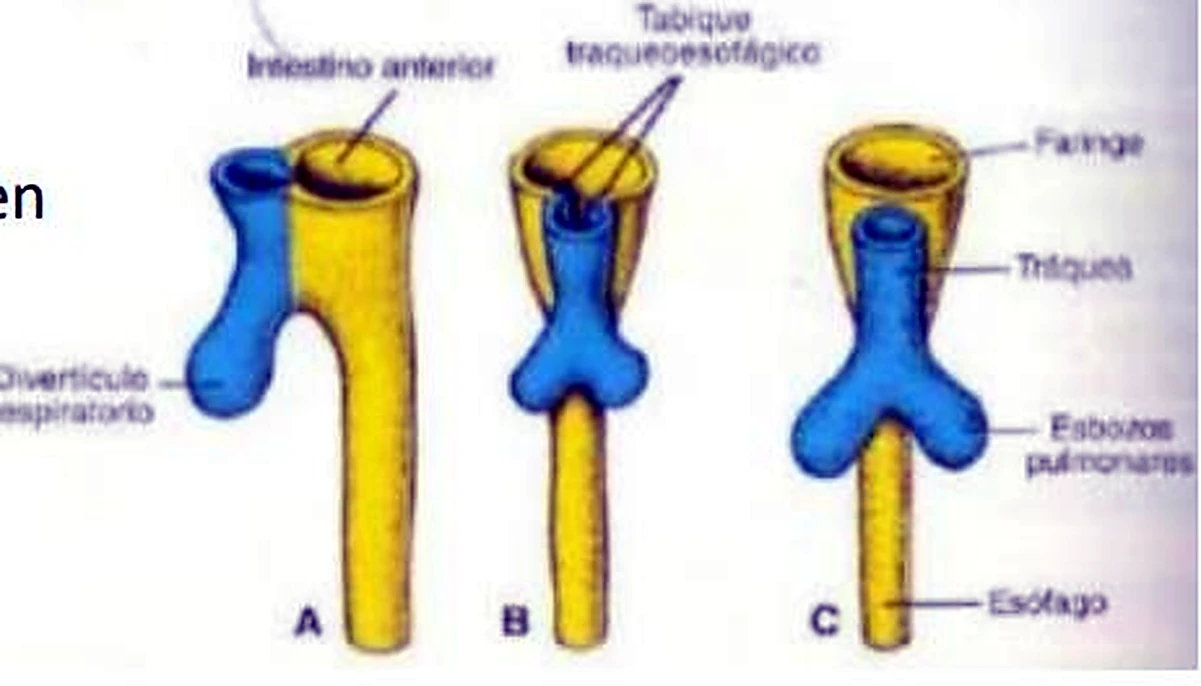 Tres esquemas de tubos: el azul delante y el amarillo detrás, al final dos bronquios.