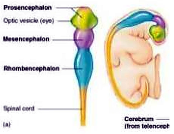 El extremo superior del tubo neural en colores y al lado el embrión.