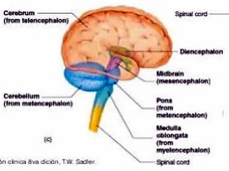 Dibujo del cerebro adulto, con las partes en colores y con sus nombres.