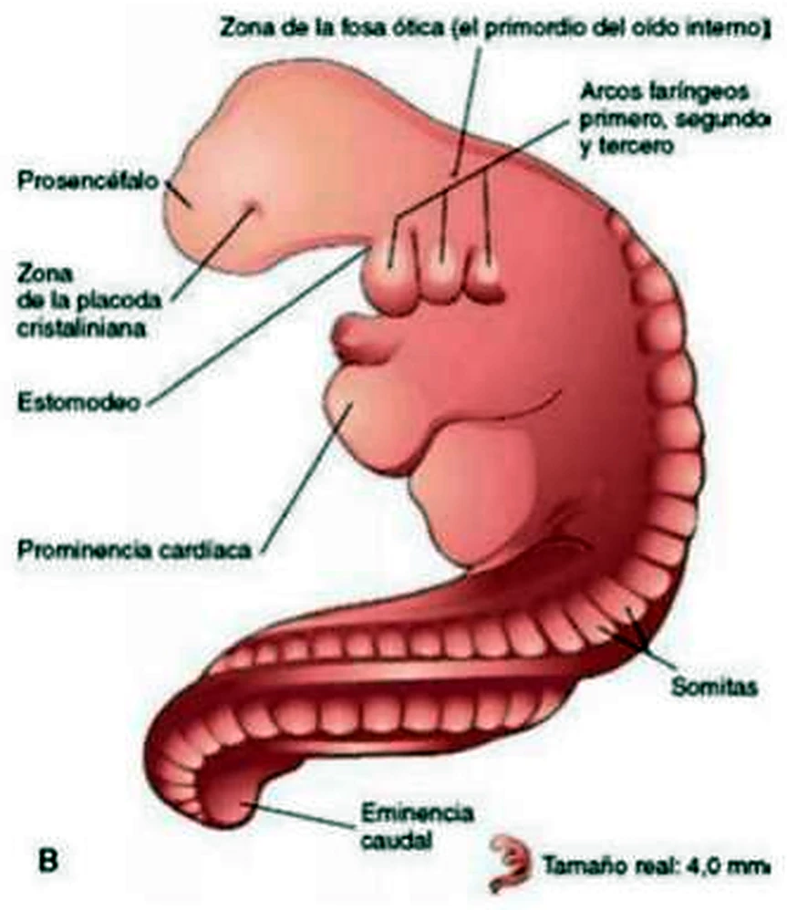 Un embrión replegado en rosa, con cola y una fila de somitas.