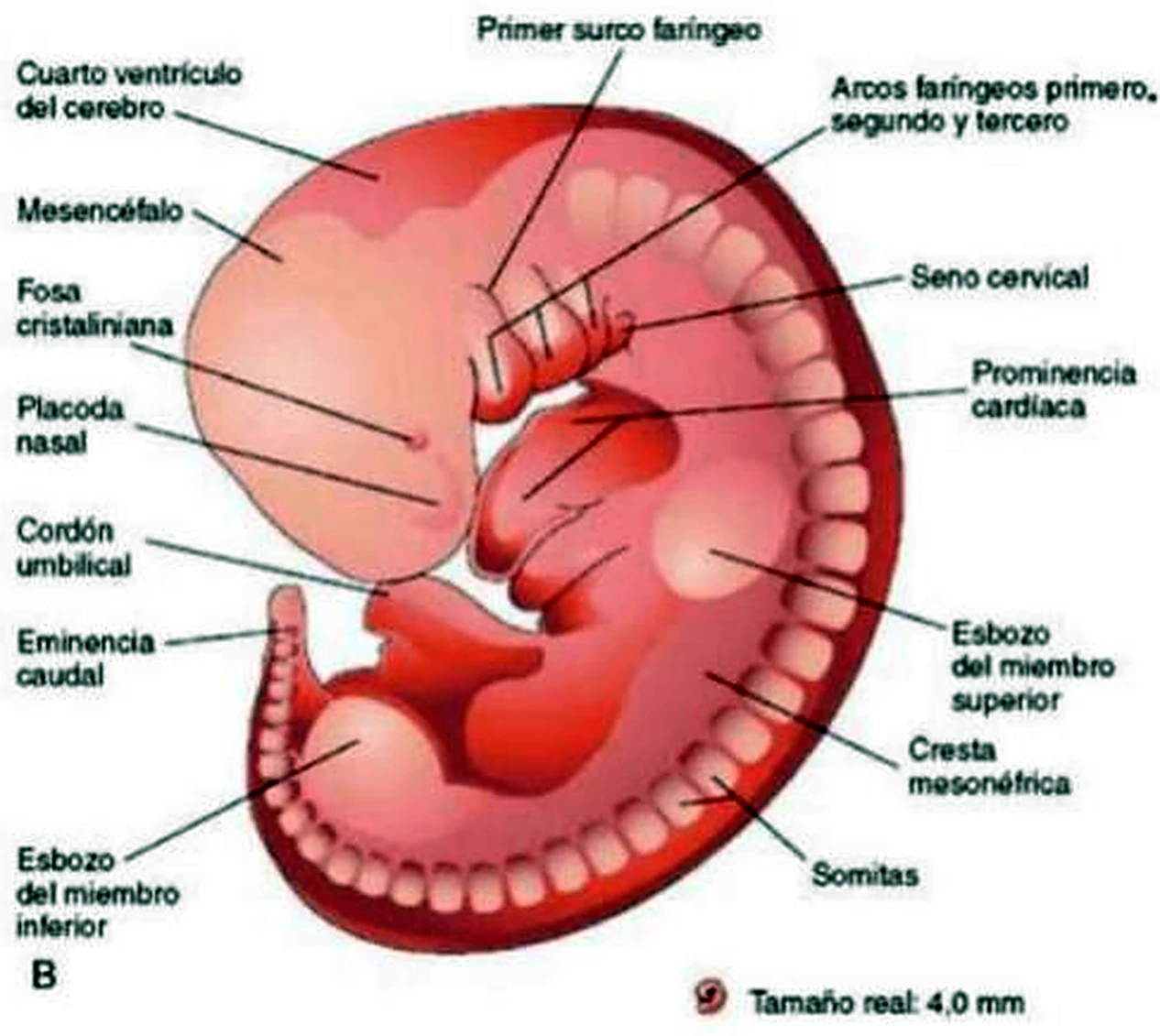 Un embrión replegado, con los esbozos de los brazos y las piernas y los surcos faríngeos.