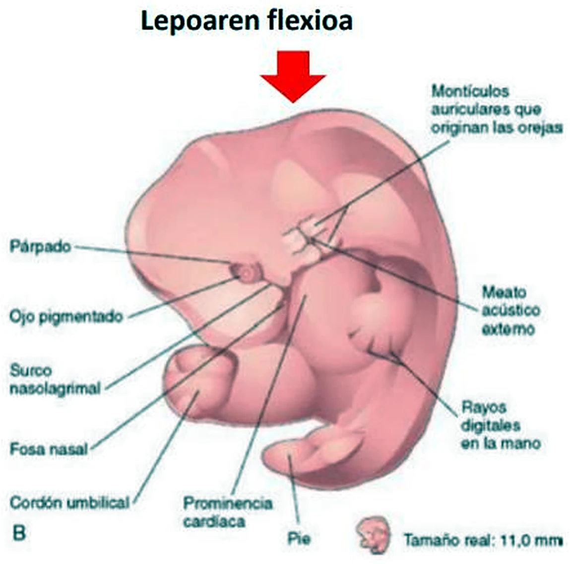 Un embrión más grande, con la cabeza plegada hacia el pecho y una flecha roja.