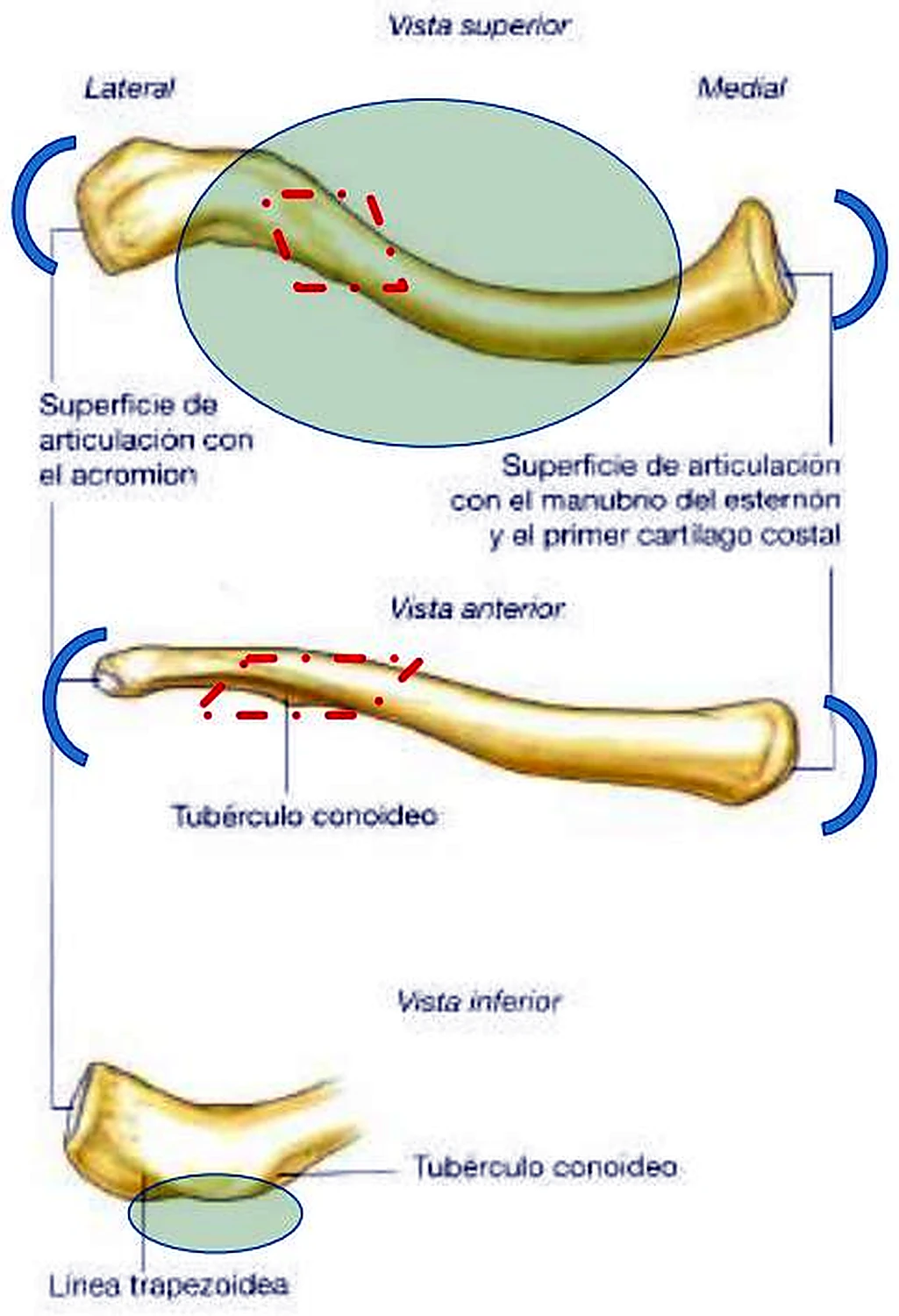 Tres dibujos de la clavícula, cada uno con su forma de S y con etiquetas.