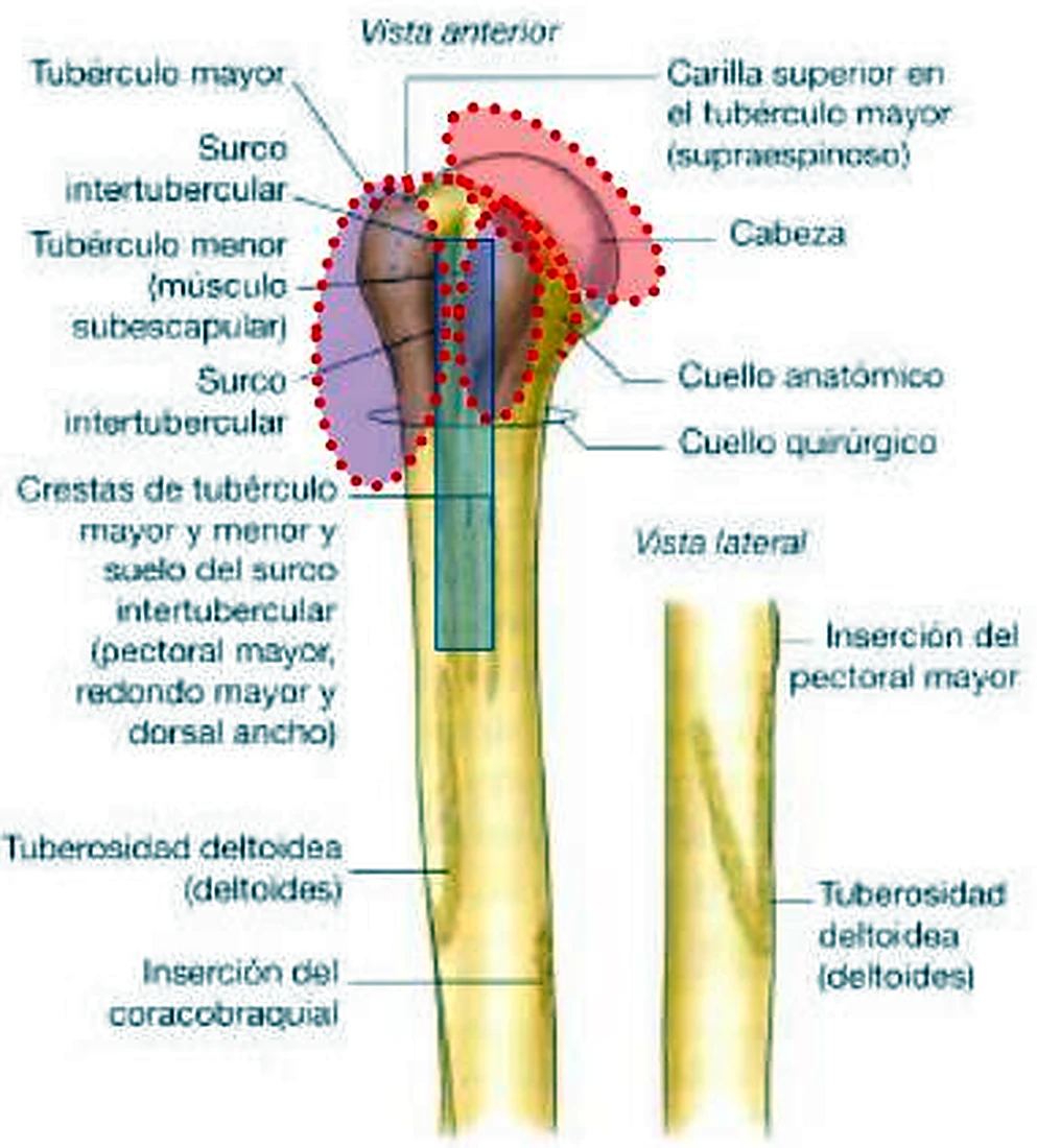 La parte superior del húmero por delante y de lado, con zonas coloreadas.