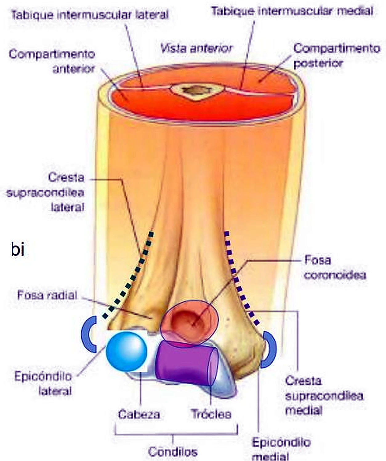 El corte circular del brazo con sus dos compartimentos y debajo la parte inferior del húmero.