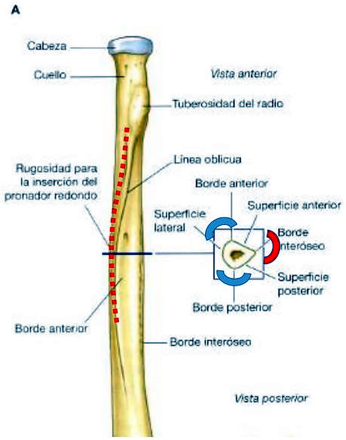 Un radio alargado con etiquetas y al lado un corte triangular.