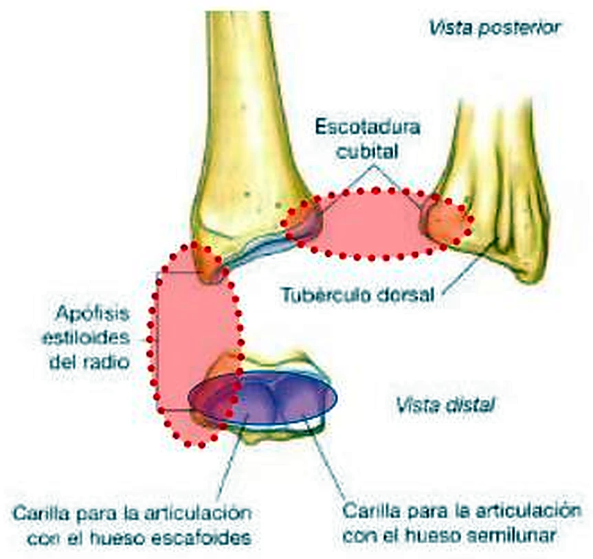 La parte inferior del antebrazo vista por detrás y desde abajo, con las superficies coloreadas.
