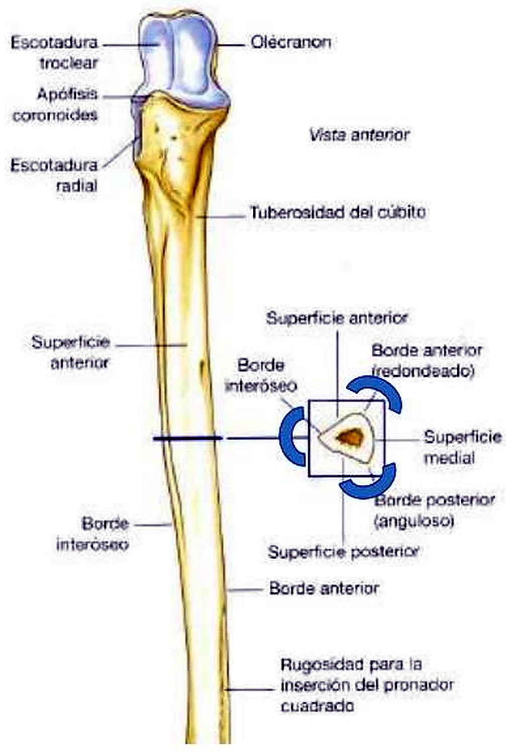 Un cúbito alargado con etiquetas y un corte triangular al lado.