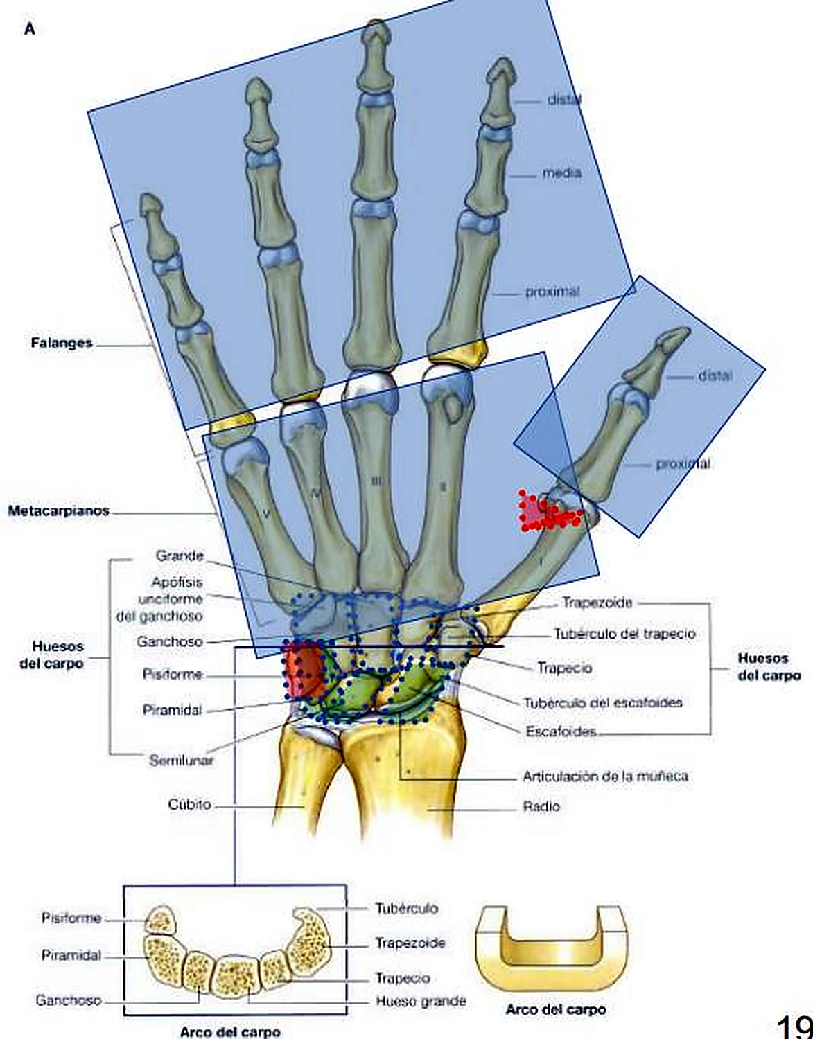 Los huesos de la mano por delante, con los huesos del carpo coloreados y abajo dos esquemas de un arco.