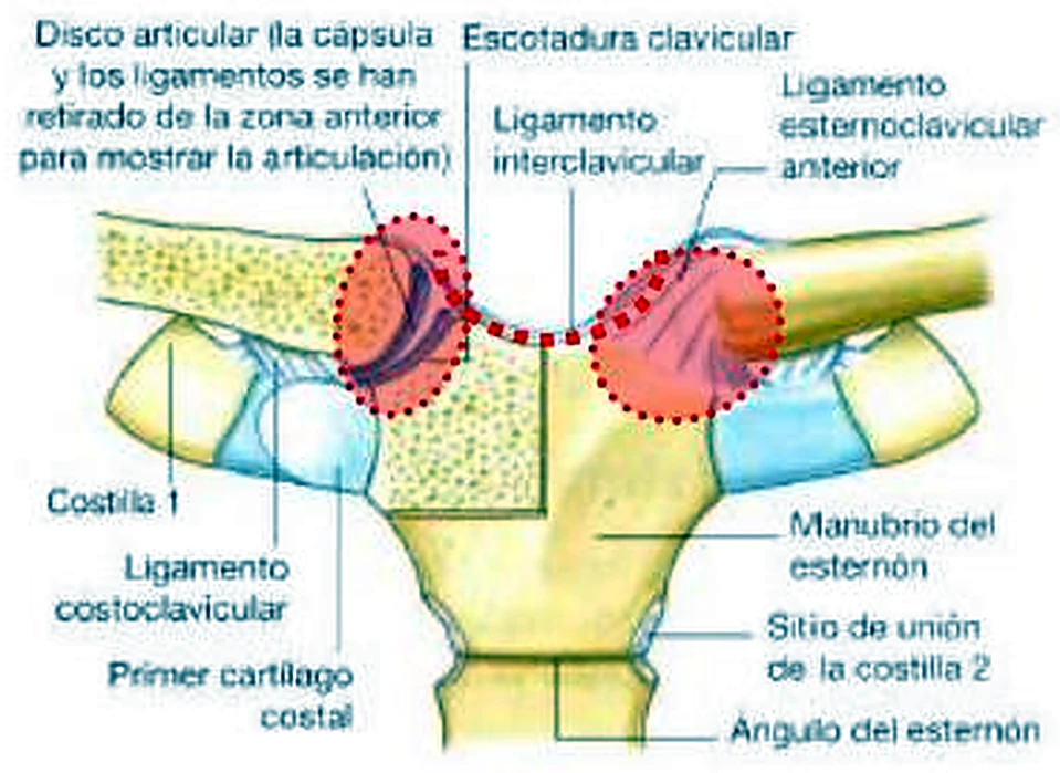 La parte superior del esternón con las dos clavículas, la izquierda seccionada para mostrar un disco.