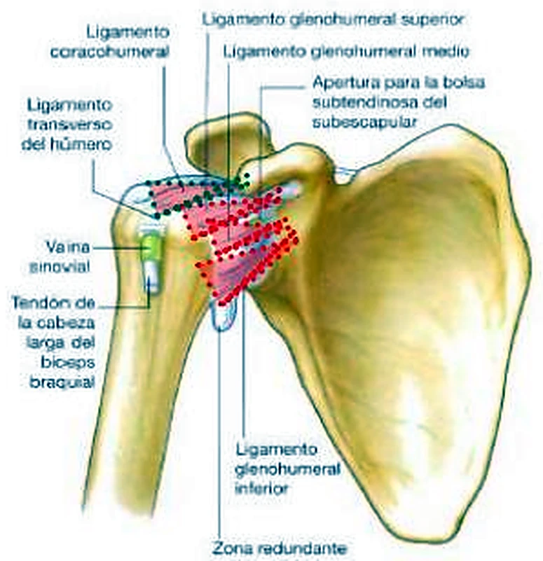 La escápula y el húmero por delante, con los ligamentos subrayados con líneas rojas.