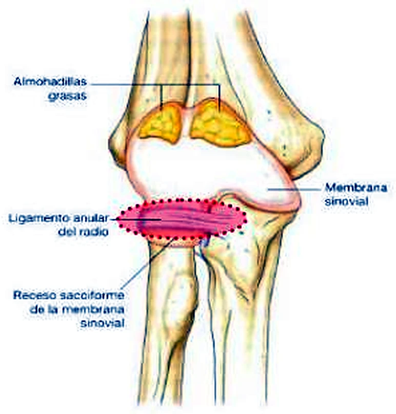 Dibujo del codo por delante, con el ligamento anular en rojo y la membrana sinovial en azul.