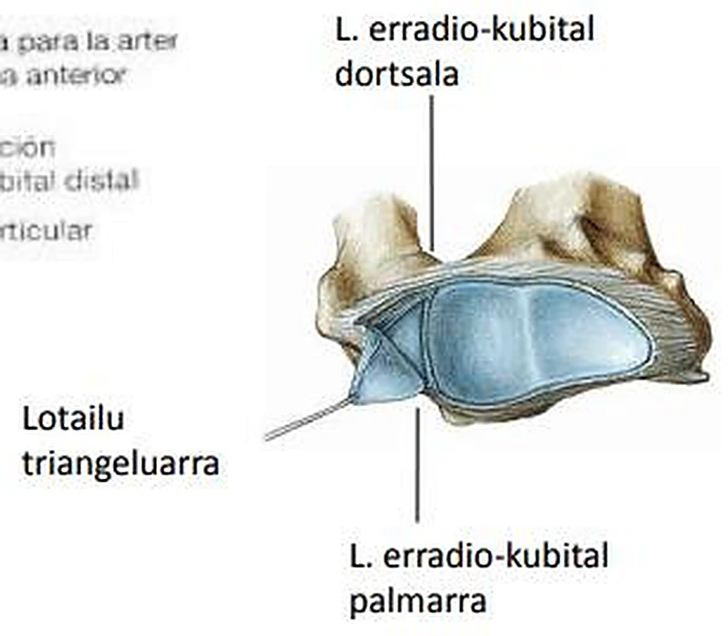 La parte inferior del radio y del cúbito vista desde abajo, con un disco azul.