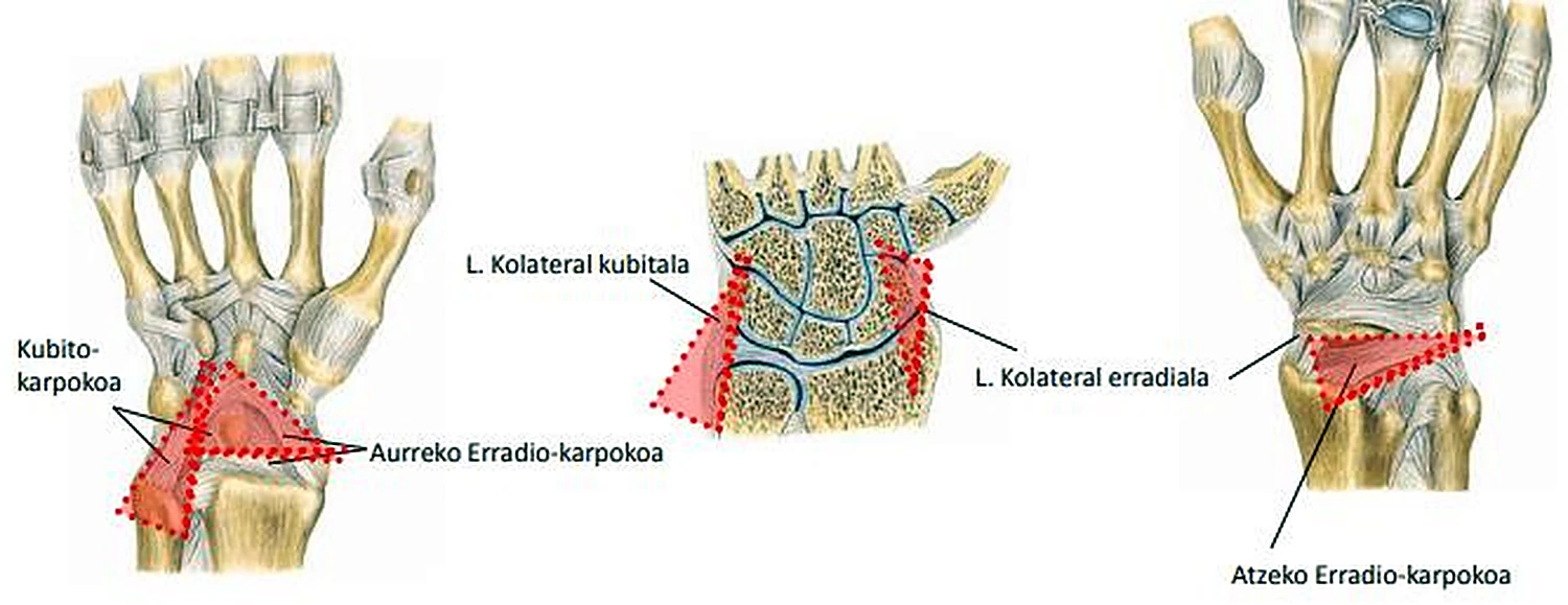 Tres pequeños dibujos de la mano, con los ligamentos marcados en rojo en cada uno.
