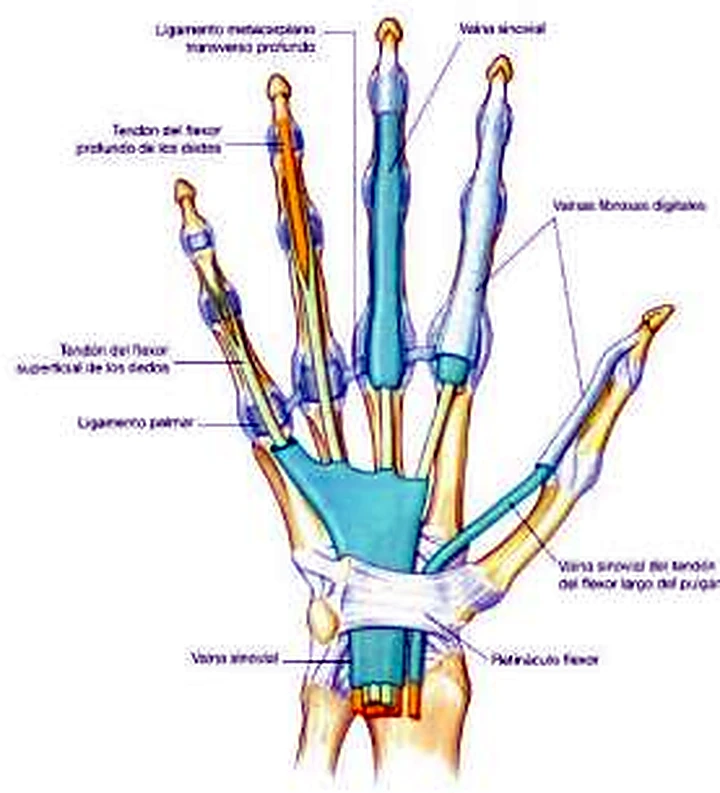 La mano por delante, con los tendones en azul y naranja y el ligamento anular en blanco.